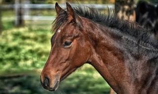 علماء يكتشفون سرا جديدا عن تربية الخيول في هذه الدولةالثلاثاء 11/يونيو/2024 - 09:00 م
بحسب ...