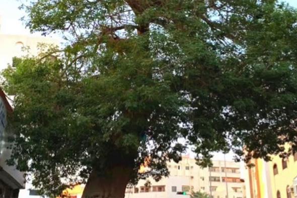 بالفيديو.. ماذا تعرف عن أقدم شجرة «حبحبوة» في جدة؟ العرفج يجيب