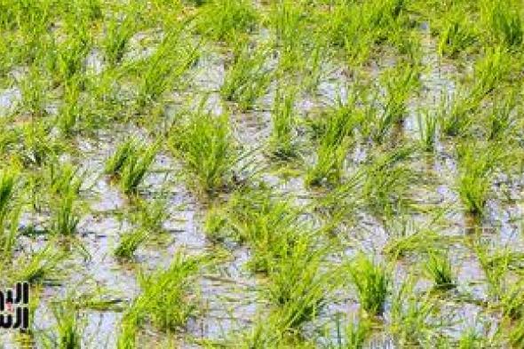 البحوث الزراعية: توفير نصف الاستهلاك المائى بعد زرع أصناف جديدة من الأرز