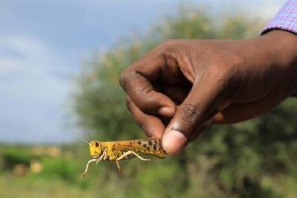 أسراب من الجراد تغزو الساحل الشمالي بولاية بورتسودان بالسودان