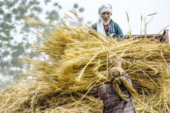 بعد الحافز الإضافي لشراء القمح.. مشتريات مصر من القمح المحلي تصل إلى 2.7 مليون طن