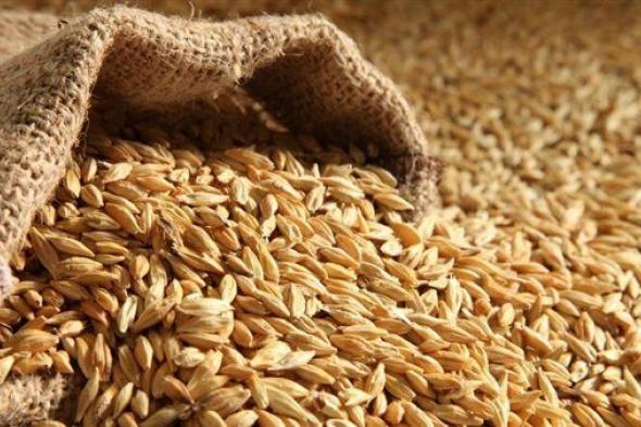 تعاود الارتفاع محليا| أسعار الأرز الشعير تتجاوز إلـ 17 ألف جنيه للطن
