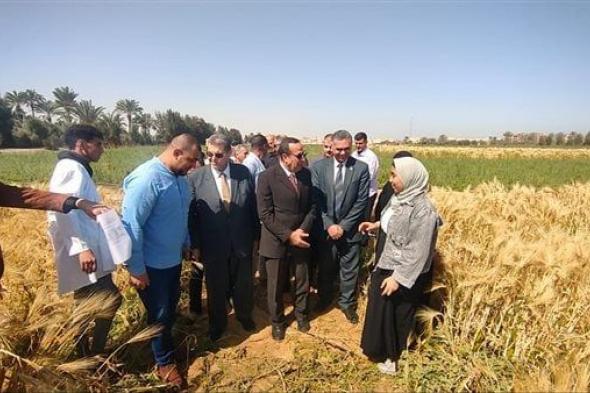 محافظ شمال سيناء يشهد موسم حصاد القمح بمدرسة الزراعة بالعريش (صور)الخميس 04/أبريل/2024 - 02:34 ...