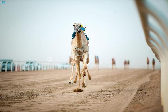 نتائج الفائزين في مسابقة المزاين لفئة جل حمر وشقح ومجاهيم